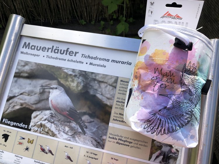 PAPNU WALLCREEPER